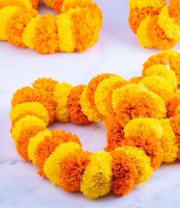 Fresh Mixed Marigold Flower