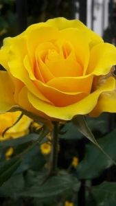 Fresh Yellow Rose