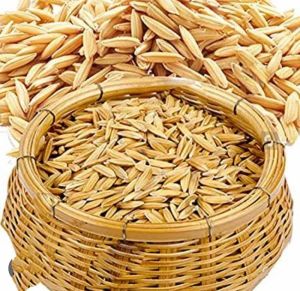 Sharbati Paddy Seeds