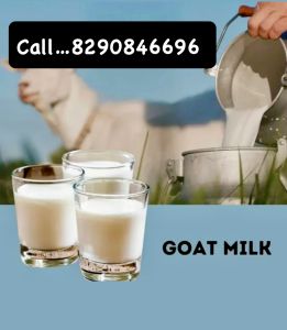 Goat Milk, Color : White, Packaging Type : Plastic Can