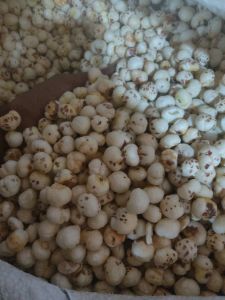 4 Suta Makhana Call 8591483458