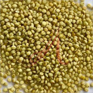 Organic Browntop Millet Seeds, Seed Type : Natural