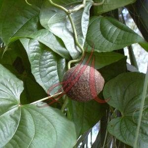 Dioscorea Bulbifera, Color : Green, Certification : FSSAI