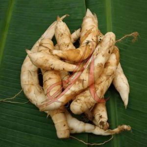 Fresh Arrowroot, Color : White for Cooking