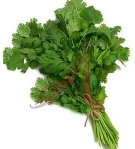 Green Organic Fresh Coriander Leaves, Packaging Size : 25Kg, 50Kg