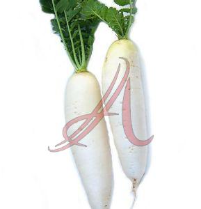 Organic Fresh Daikon Radish, Color : White for Cooking