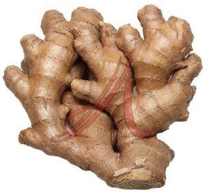 Organic Fresh Ginger for Cooking