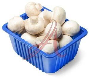 White Organic Fresh Mushroom for Cooking
