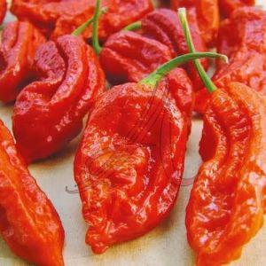 Fresh Pepper Chilli, Color : Red, Taste : Spicy for Cooking
