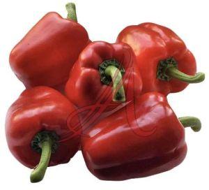 Fresh Red Capsicum, Packaging Size : 25Kg, 50Kg for Cooking