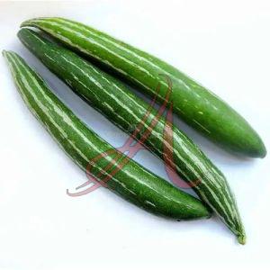 Green Fresh Snake Gourd, Cultivation Type : Organic for Cooking