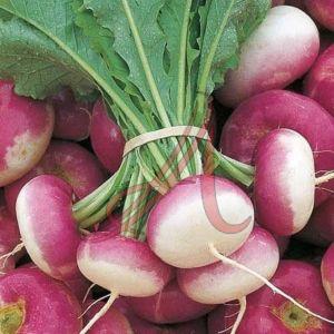 Fresh Turnip, Color : White Natrual, Speciality : High In Protein