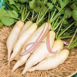 Organic Fresh White Radish Natrual for Cooking