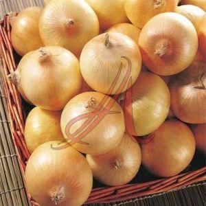 Fresh Yellow Onion, Cultivation Type : Organic for Cooking