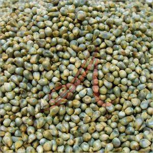 Organic Green Millet Seeds, Seed Type : Natural 10% 100%