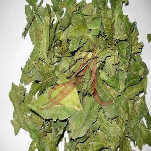 Neem Leaves, Color : Green, Botanical Name : Azadirachta Indica