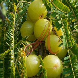 Phyllanthus Emblica for Food Medicine