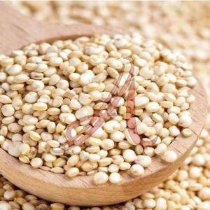 Organic Quinoa Seeds, Seed Type : Natural 10% 100%