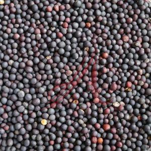 Organic Rapeseed Seeds, Color : Black Dried, Purity : 99%