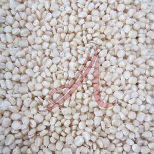 Organic White Corn Seeds, Seed Type : Natural 10%