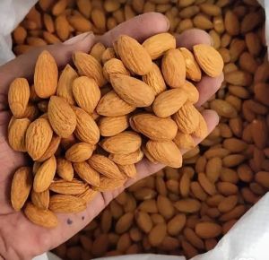 Fresh Almonds