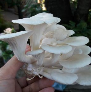 Organic Fresh Mashroom