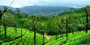 Madurai  to Valparai to  Athirappilly to  Guruvayur 3 Nights and 4 Days 45-Seater AC Bus Tour