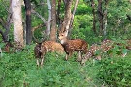 Madurai to Wayanad 2 Nights 3 Days Maruti xl6 Tour Package