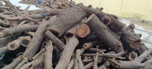 Babool Wood, Color : Golden Brown, Certification : ISO 9001:2008