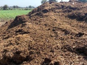 Cow Dung Powder
