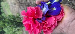 Hibiscus Flowers, Type OF Flowering Plant : Natural