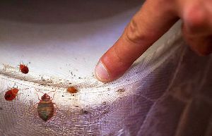 Bed Bug Control Services
