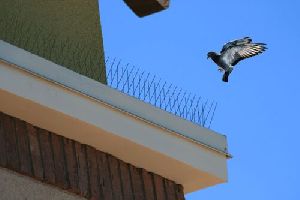 Stainless Steel Bird Control Service