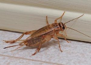 Cricket Control Services