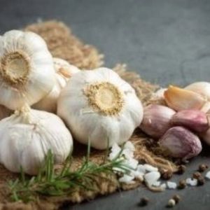 fresh garlic
