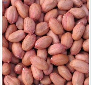 Kernels Groundnut Seeds, Shell Type : With Shell