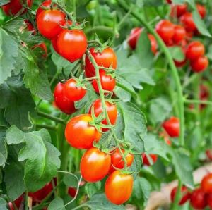 Red Tomato, Cultivation Type : Natural for Cooking, Food