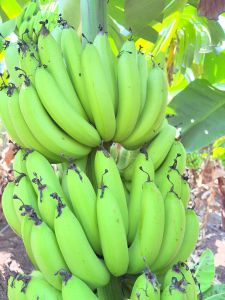 Fresh Green Banana, Cultivation Type : Natural