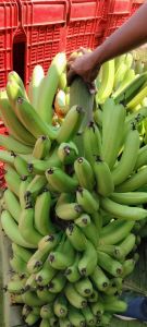 Bananas, Taste : Sweet for Human Consumption