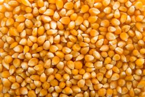 Yellow Corn,  Seed Type : Hybrid