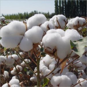 Raw Cotton, Color : White, Packaging Type : Bales & Plastic Bags
