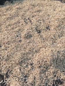 Safed Musli, Form : Loose, Variety : Herbal, Purity : 100%