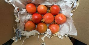 Pomegranate Fruit