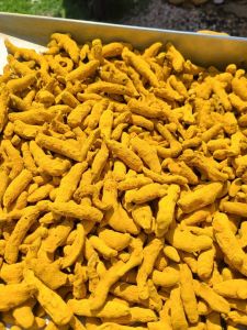 Turmeric