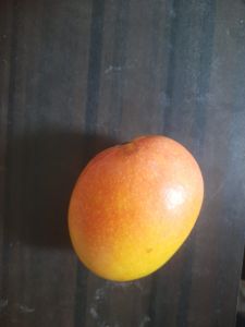 Green Common Alphonso Mangoes, Packaging Size : 10-20kg