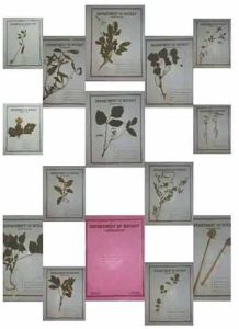 Metal Botany Herbarium Sheet, Color : Silver
