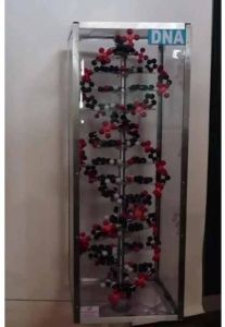 PVC DNA Structure Model