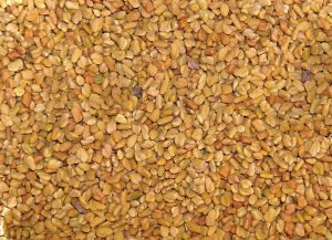 Fenugreek Seeds, Shape : Hard Precise