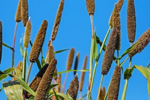 Green Millets