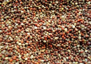 Mustard Seeds for Cooking, Oil Production, Sauce Making